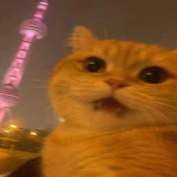 The Cat Behind the Mask